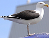 7095jp36.jpg (66909 bytes)